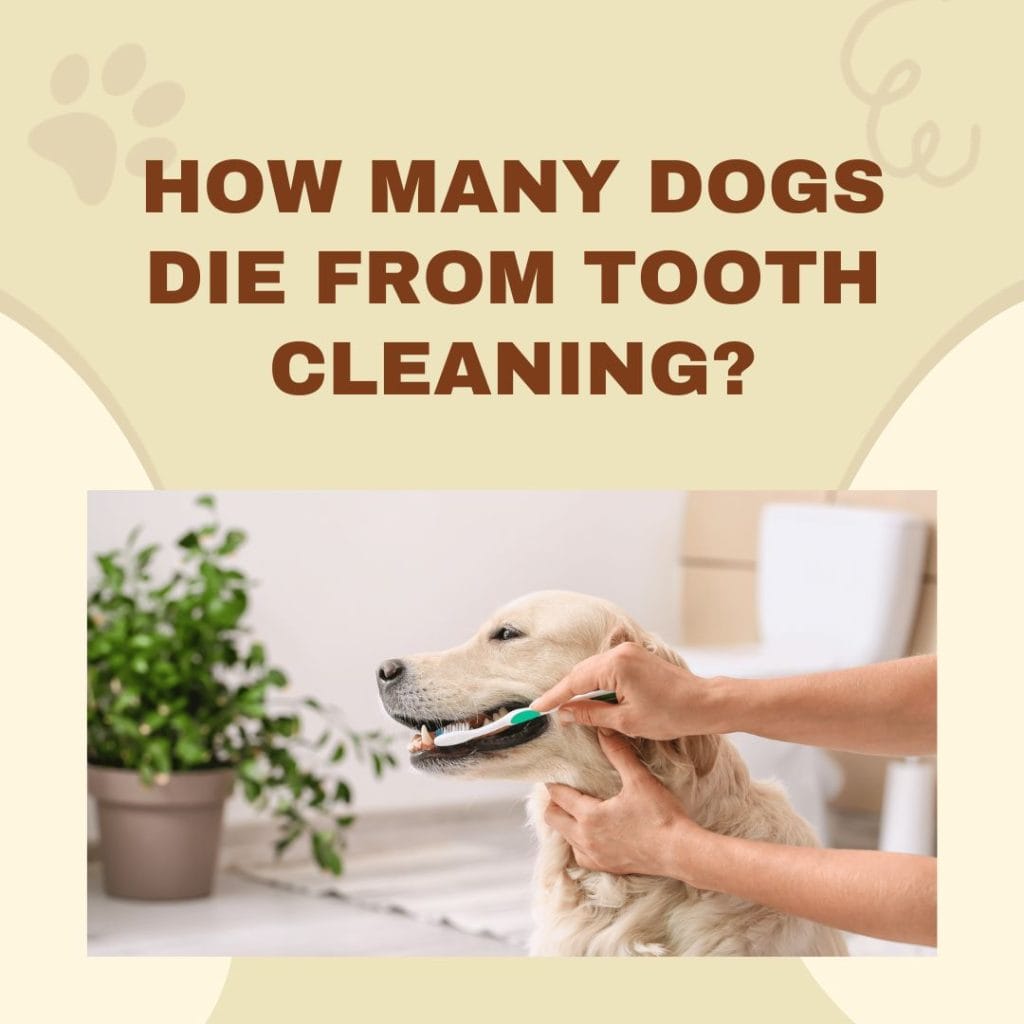 How Many Dogs Die From Tooth Cleaning